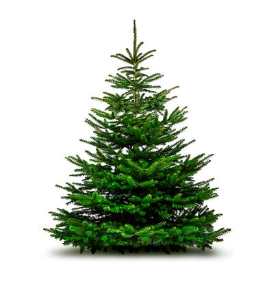 Fresh Cut Premium Grade Fraser Fir Christmas Tree