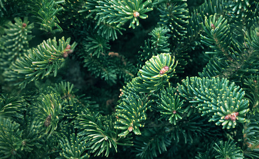 Fresh Cut Premium Grade Fraser Fir Christmas Tree