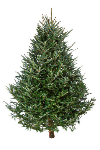 Fresh Cut Premium Grade Fraser Fir Christmas Tree